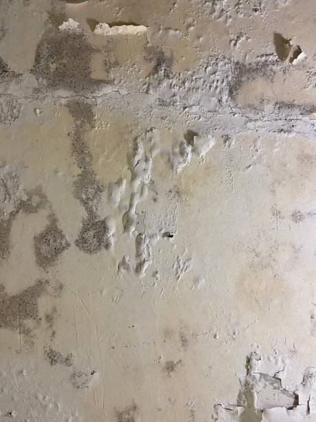 Best Attic Mold Remediation in Avilla, AR